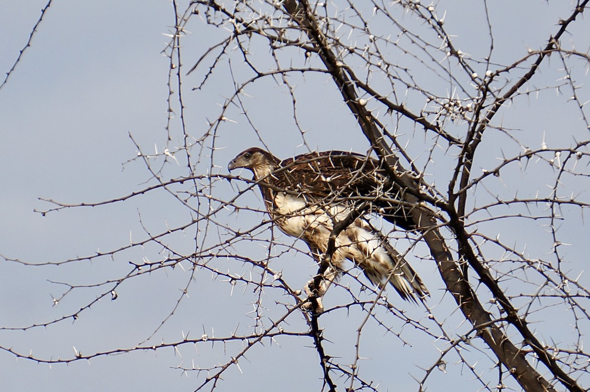 African Fish-Eagle - ML638705887