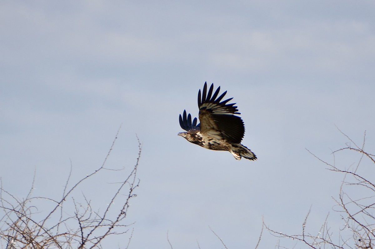 African Fish-Eagle - ML638705888