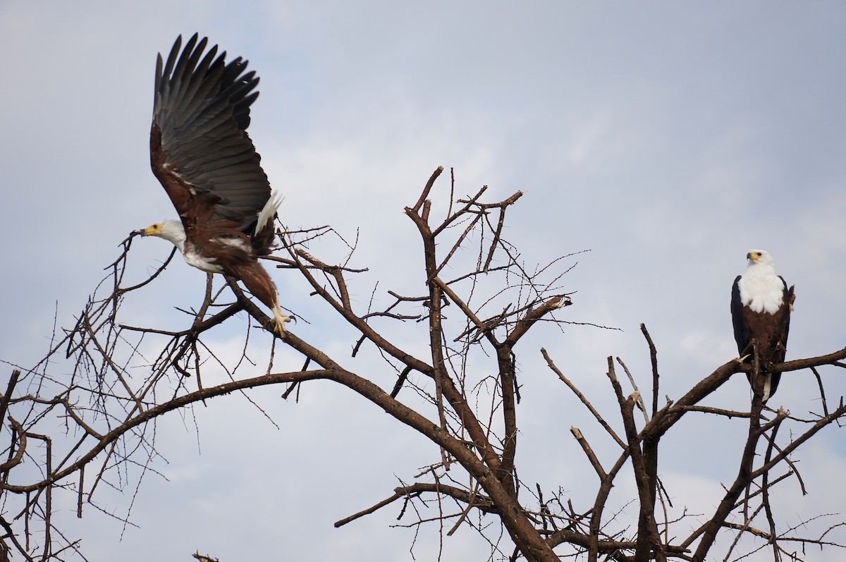 African Fish-Eagle - ML638705889