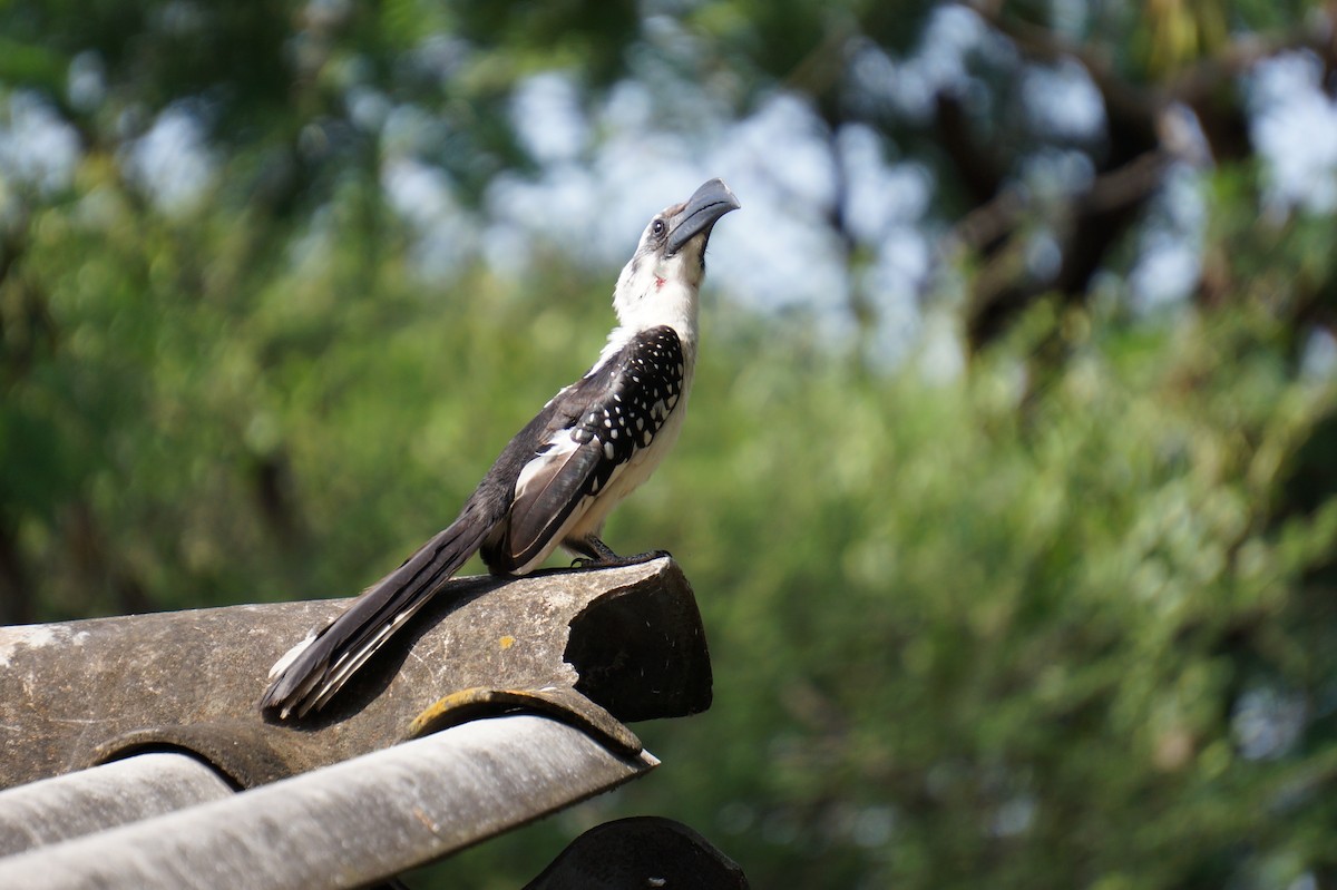 Jackson's Hornbill - ML638705890