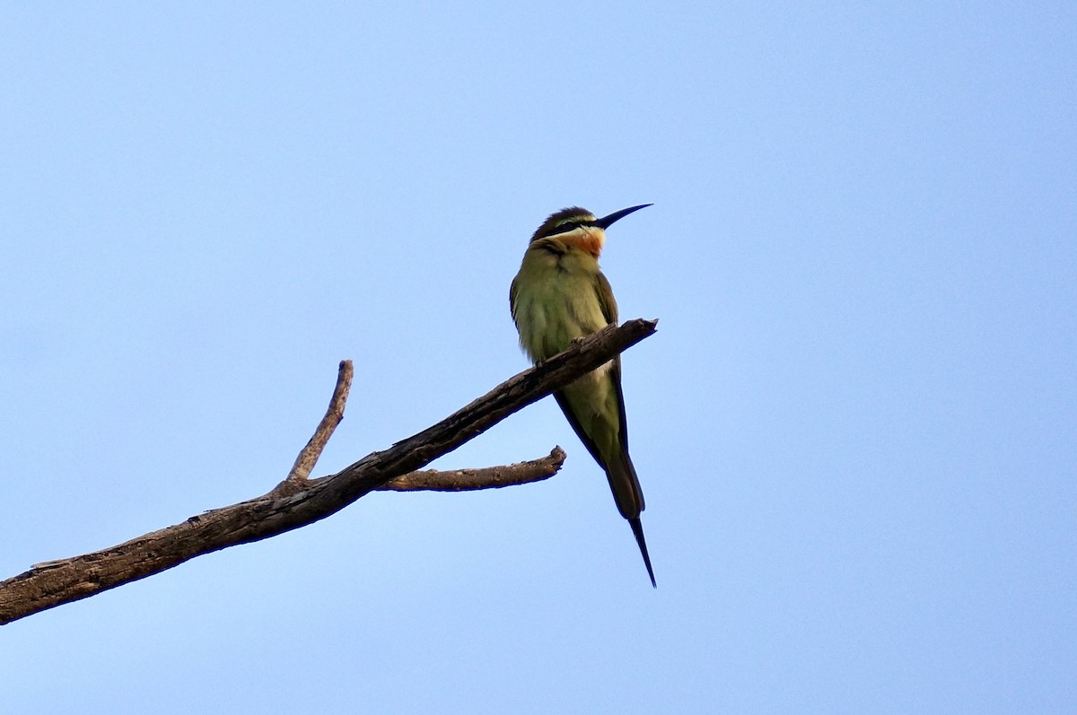 Olive Bee-eater - ML638705891