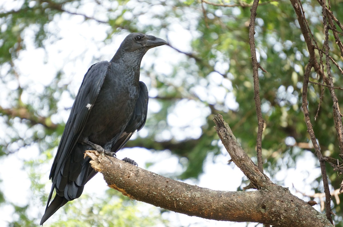 Fan-tailed Raven - ML638705894