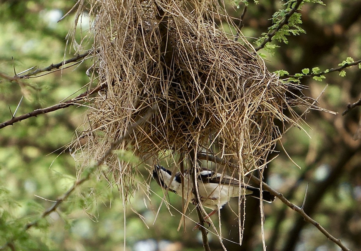 White-browed Sparrow-Weaver - ML638705918