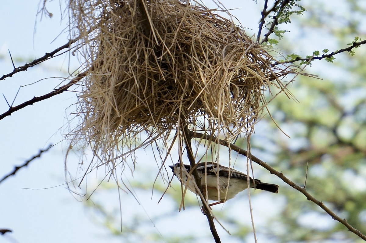 White-browed Sparrow-Weaver - ML638705919