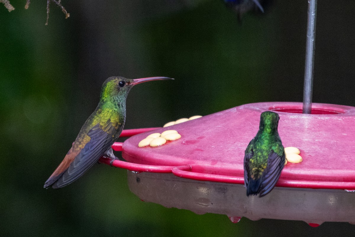 Rufous-tailed Hummingbird - ML638705938