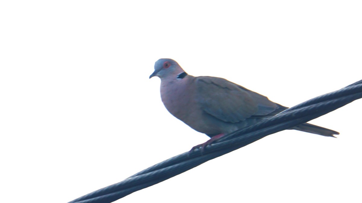 Mourning Collared-Dove - ML638705956