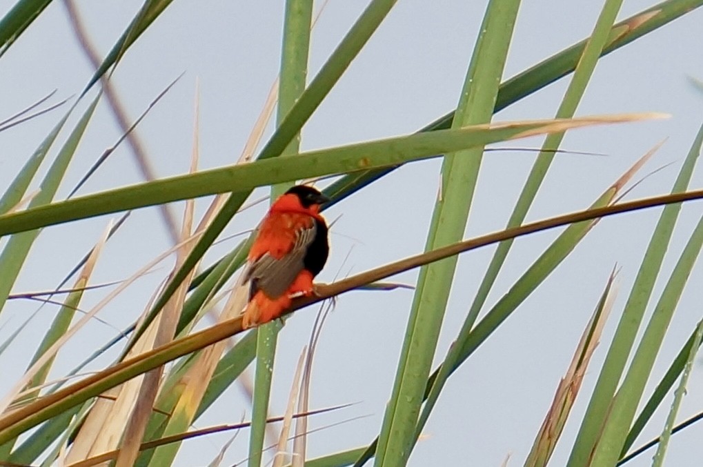 Northern Red Bishop - ML638705967