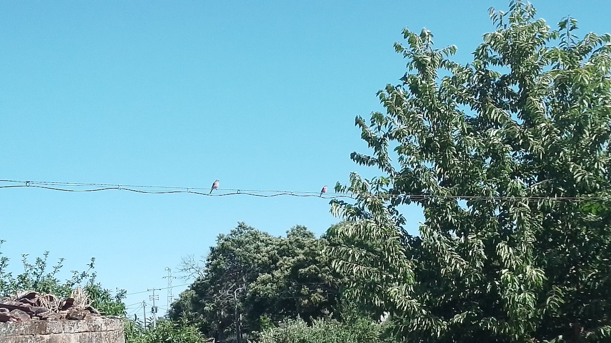 Linotte mélodieuse - ML638705978