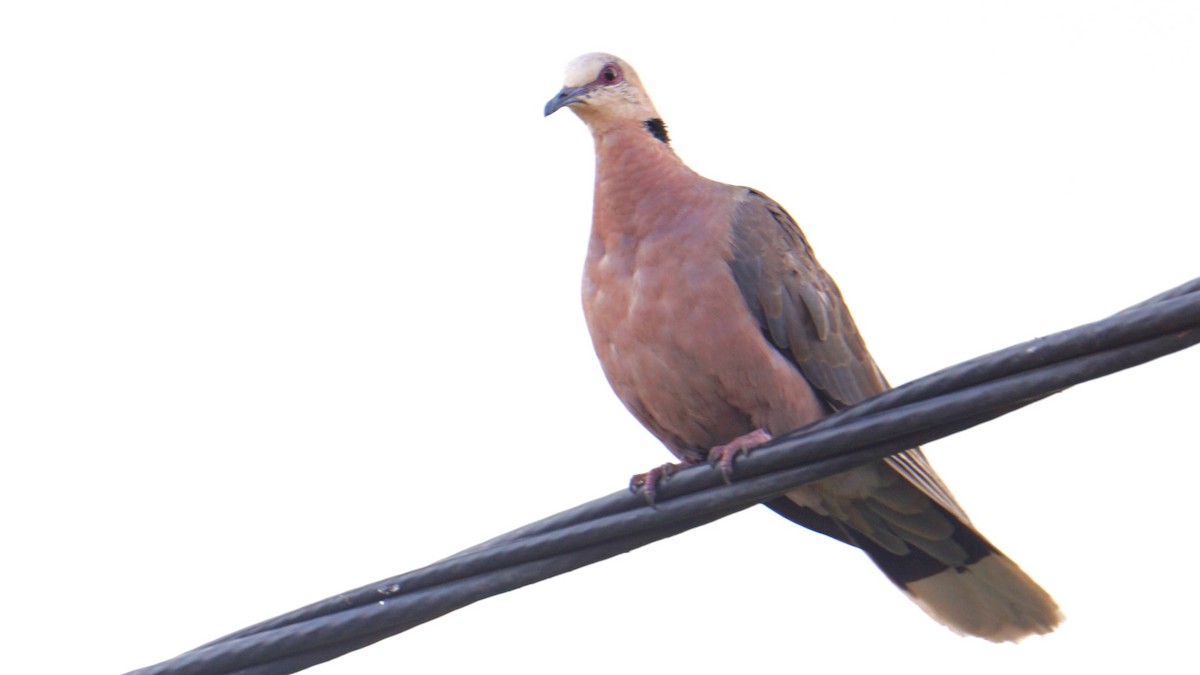 Red-eyed Dove - ML638705980