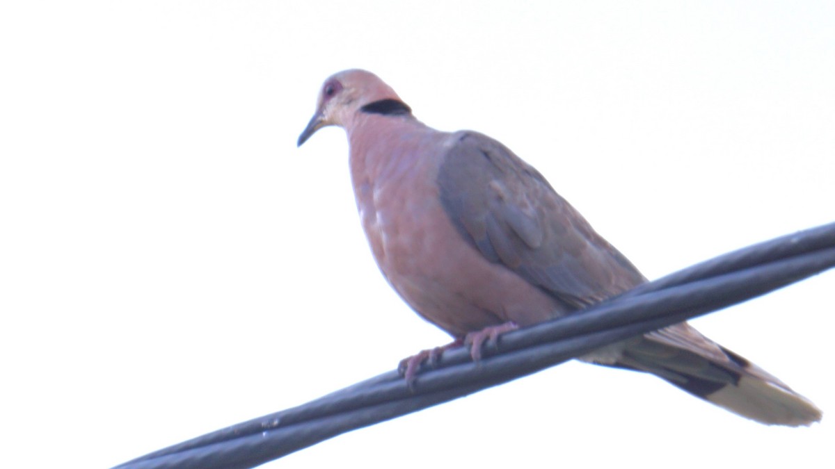 Red-eyed Dove - ML638705984