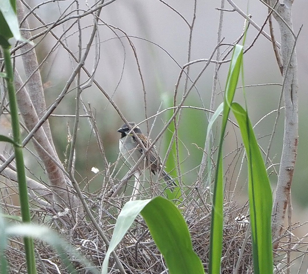 Dead Sea Sparrow - ML638706014