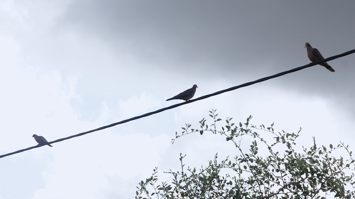 Red-eyed Dove - ML638706020