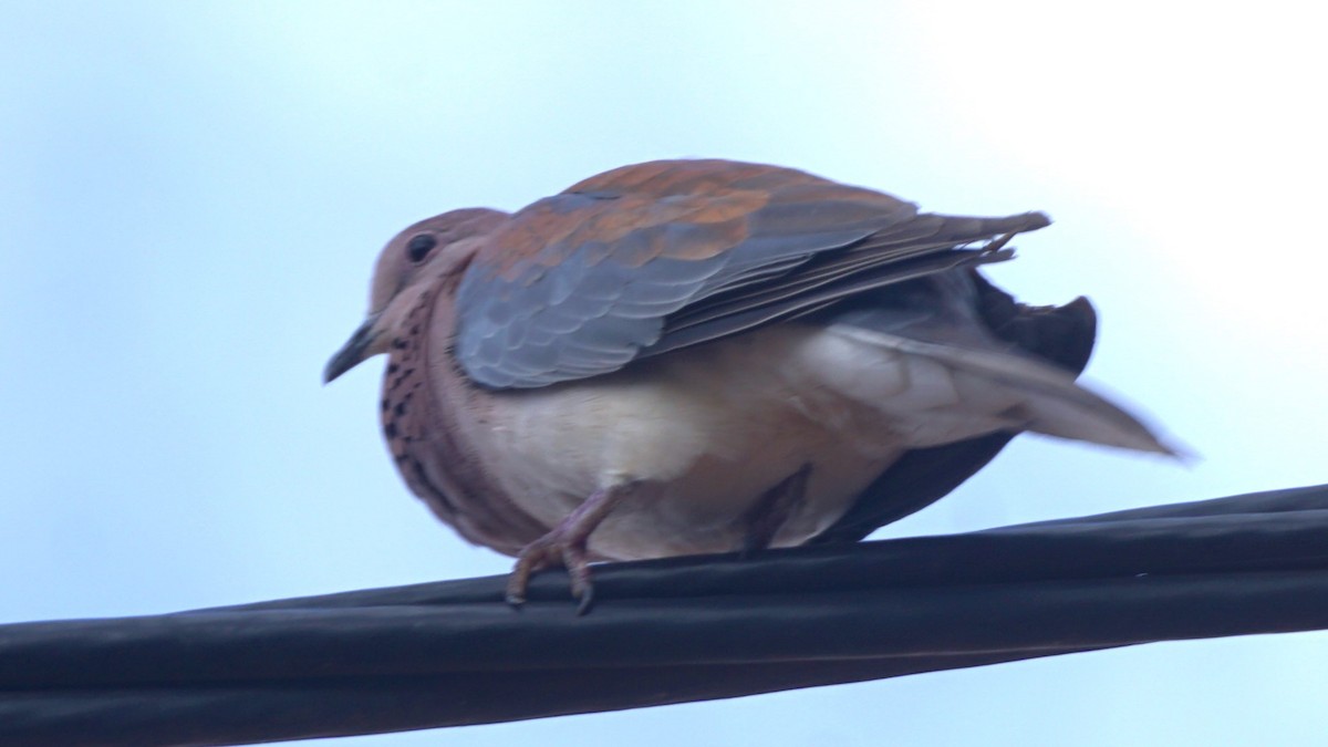 Laughing Dove - ML638706035