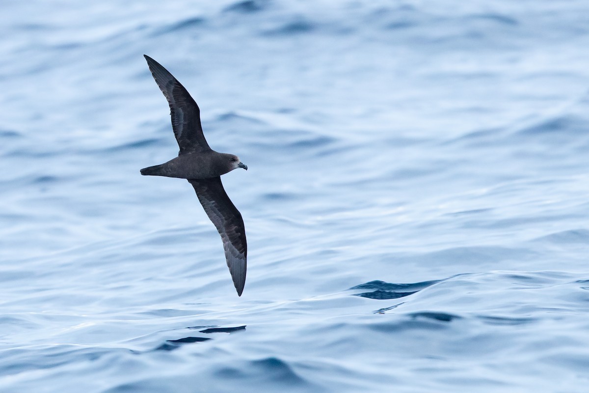 Gray-faced Petrel - ML638706079
