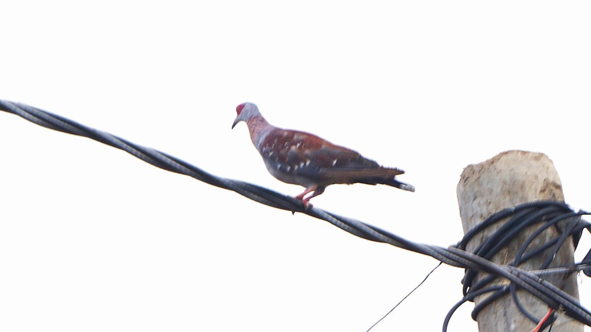 Speckled Pigeon - ML638706088