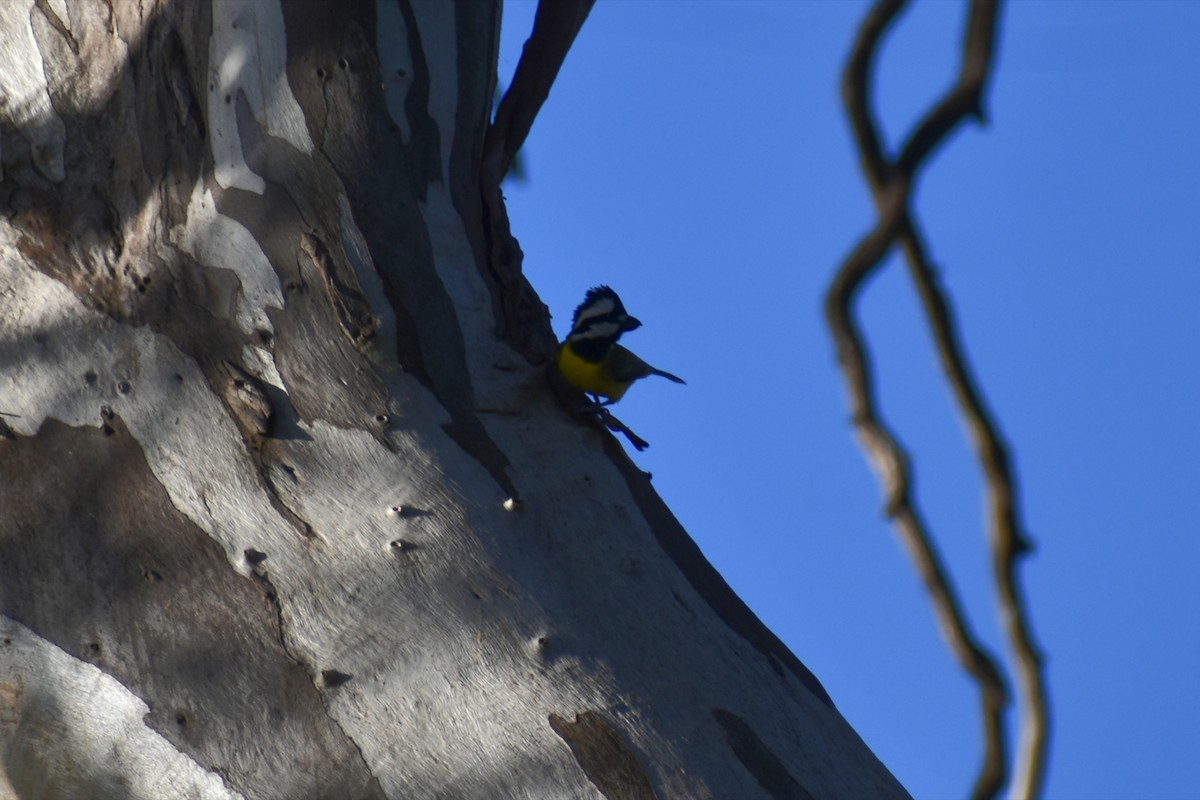 Eastern Shrike-tit - ML638706120