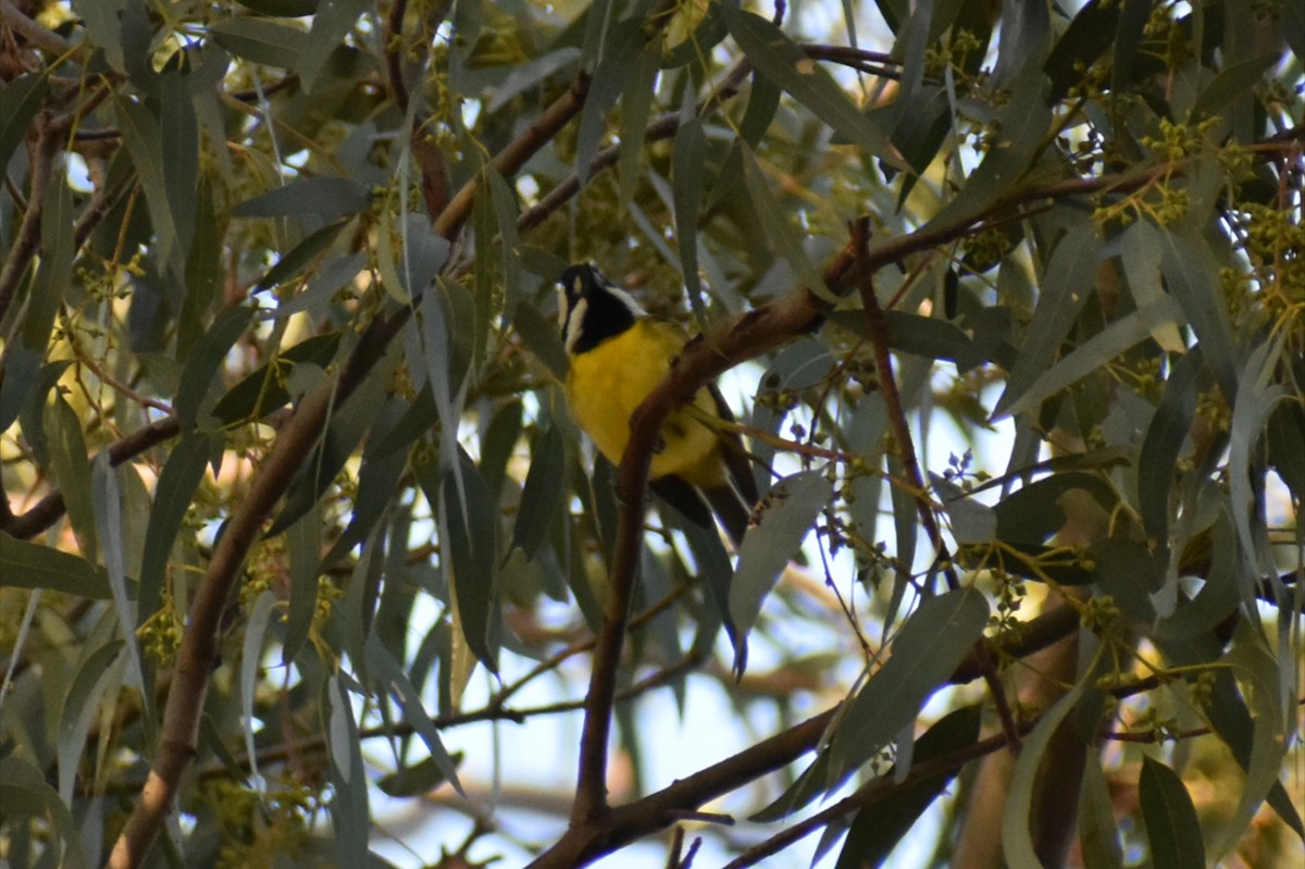 Eastern Shrike-tit - ML638706121