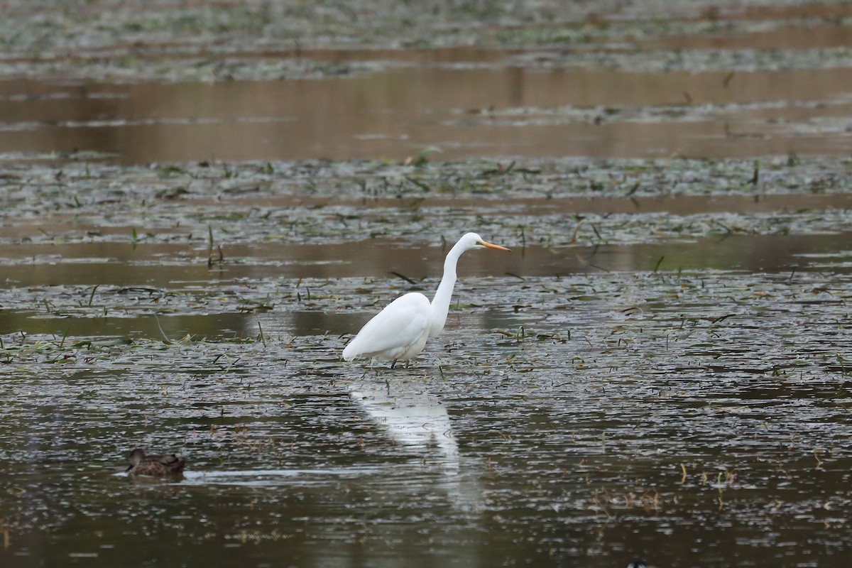 Great Egret - ML638706124