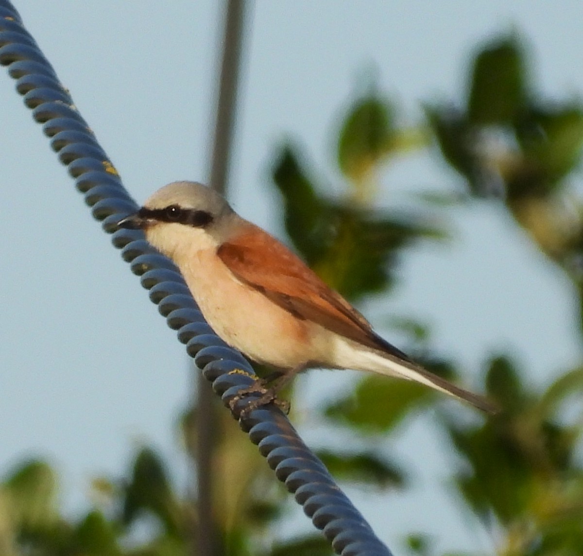 Red-backed Shrike - ML638706126