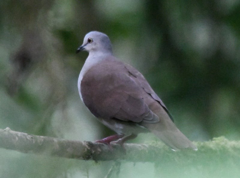 Pallid Dove - ML638706151