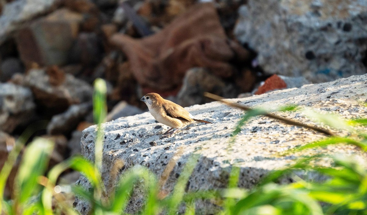 Indian Silverbill - ML638706171