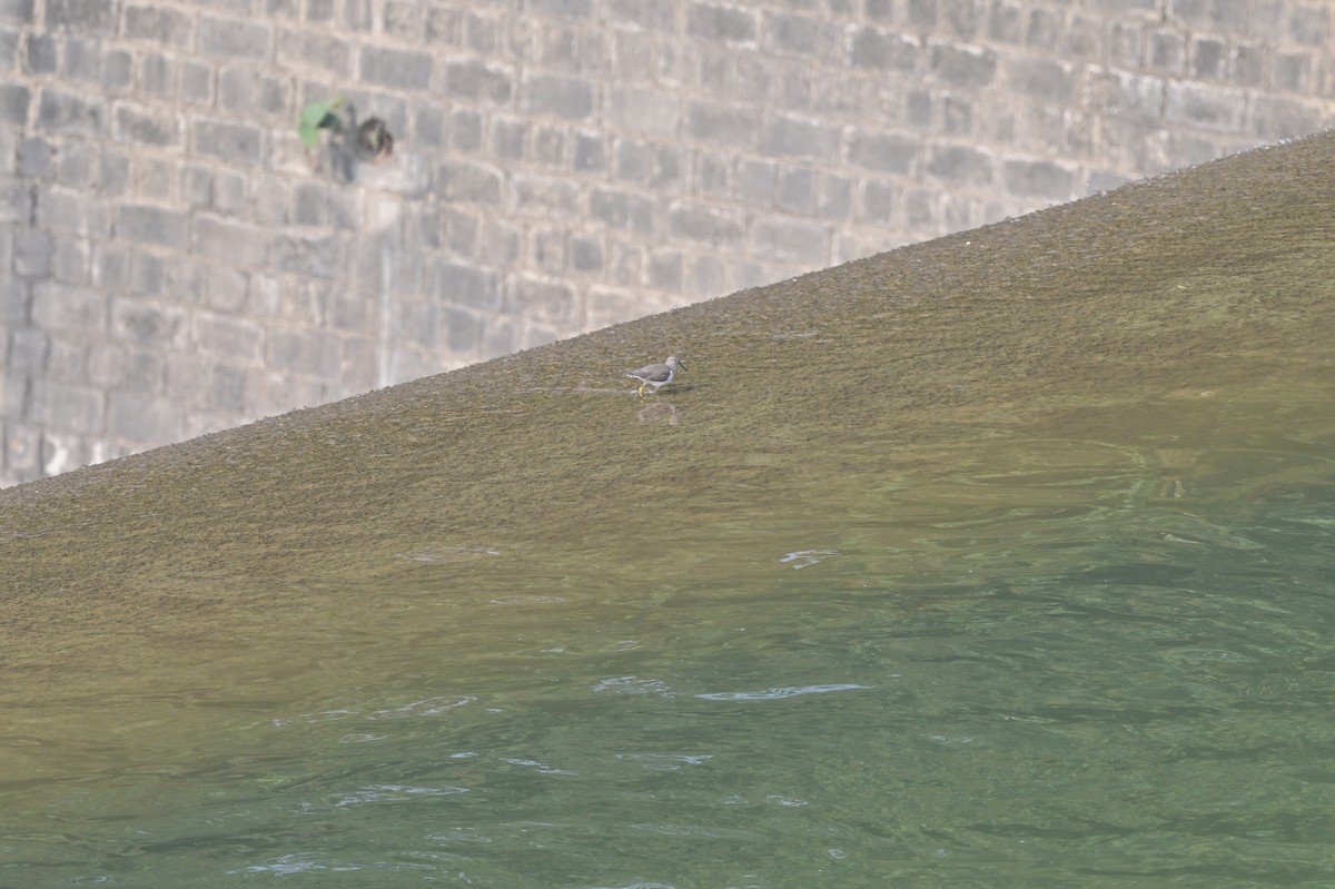 Green Sandpiper - ML638706172