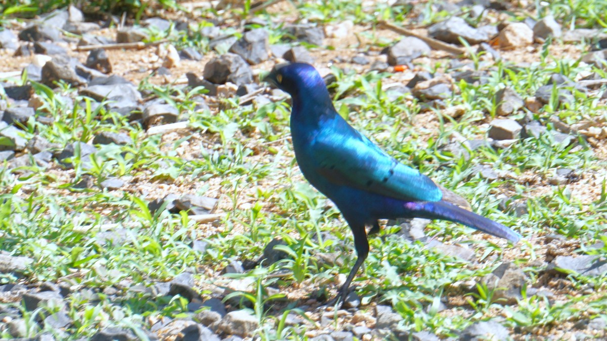 Greater Blue-eared Starling - ML638706306