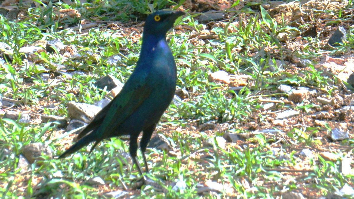 Greater Blue-eared Starling - ML638706307