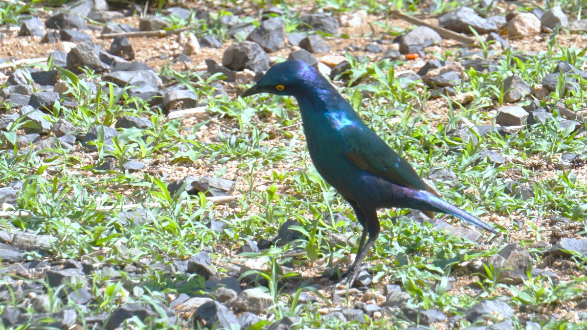 Greater Blue-eared Starling - ML638706308