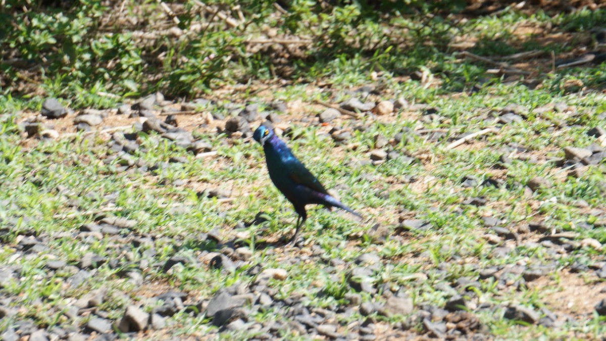 Greater Blue-eared Starling - ML638706309