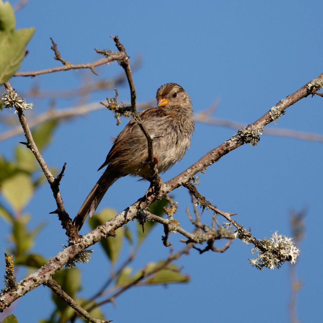 White-crowned Sparrow - ML638706334