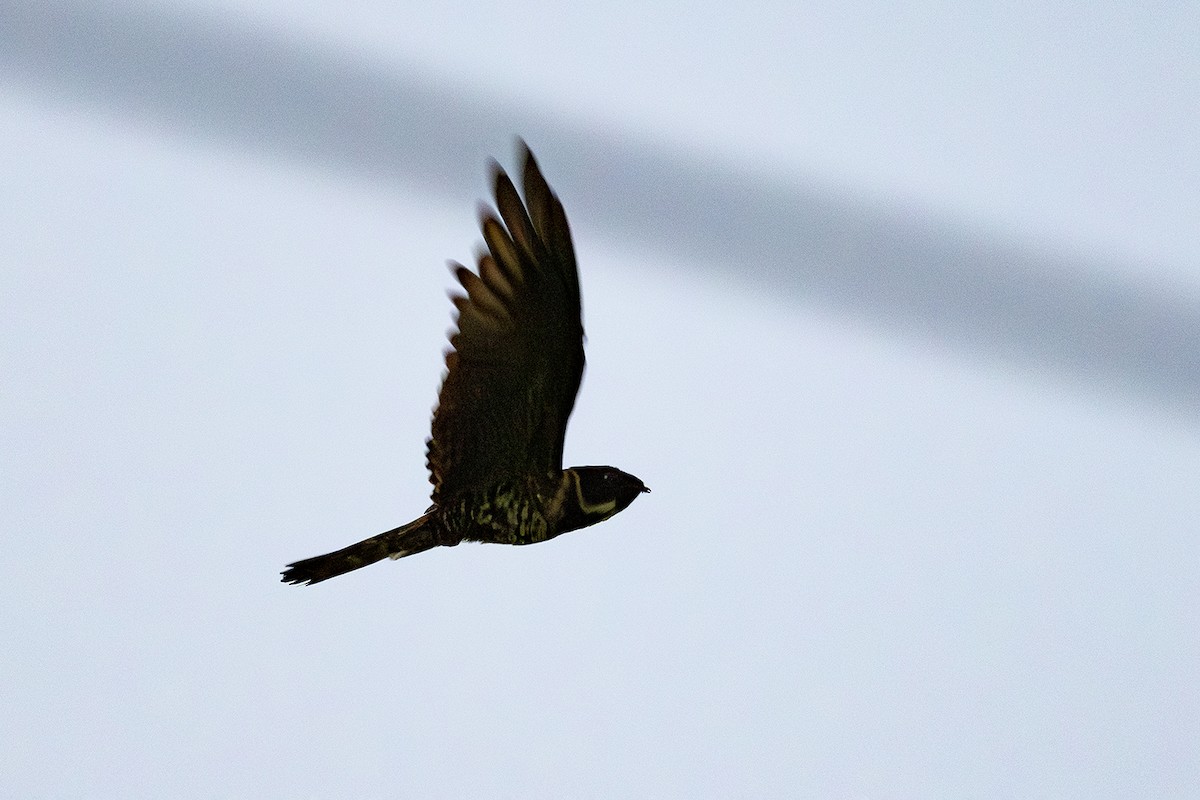 Great Eared-Nightjar (Philippine) - ML638706394