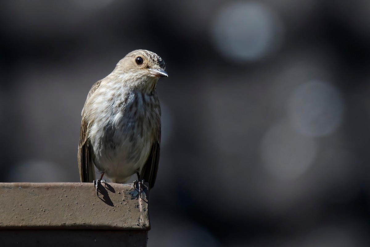 Spotted Flycatcher - ML638706404