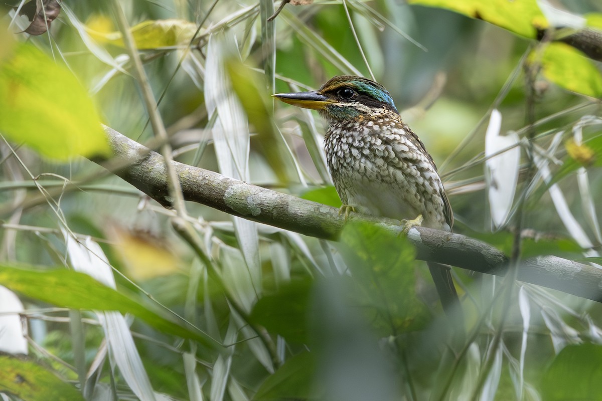 Spotted Kingfisher - ML638706490