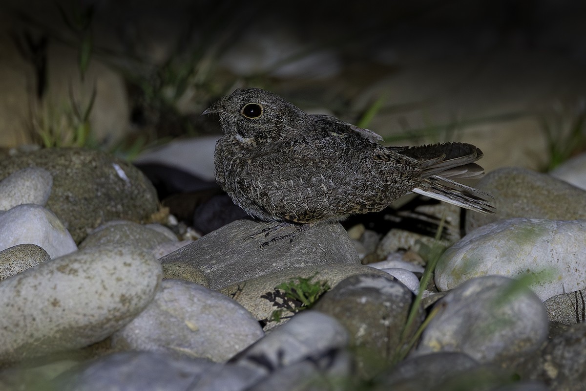 Chirruping Nightjar - ML638706494
