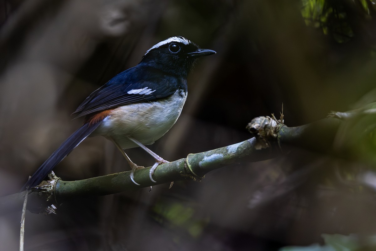 White-browed Shama - ML638706499
