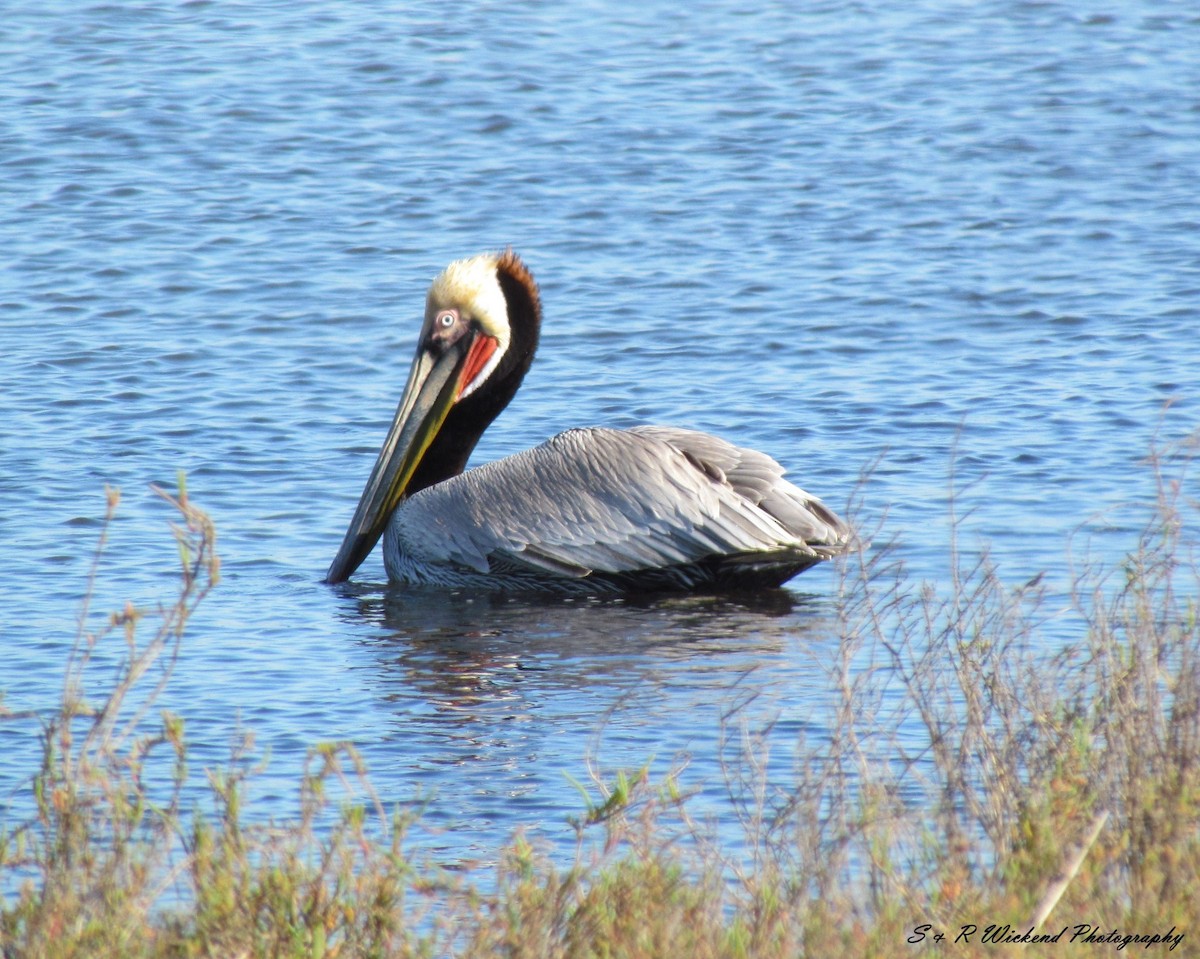 Brown Pelican - ML638706501
