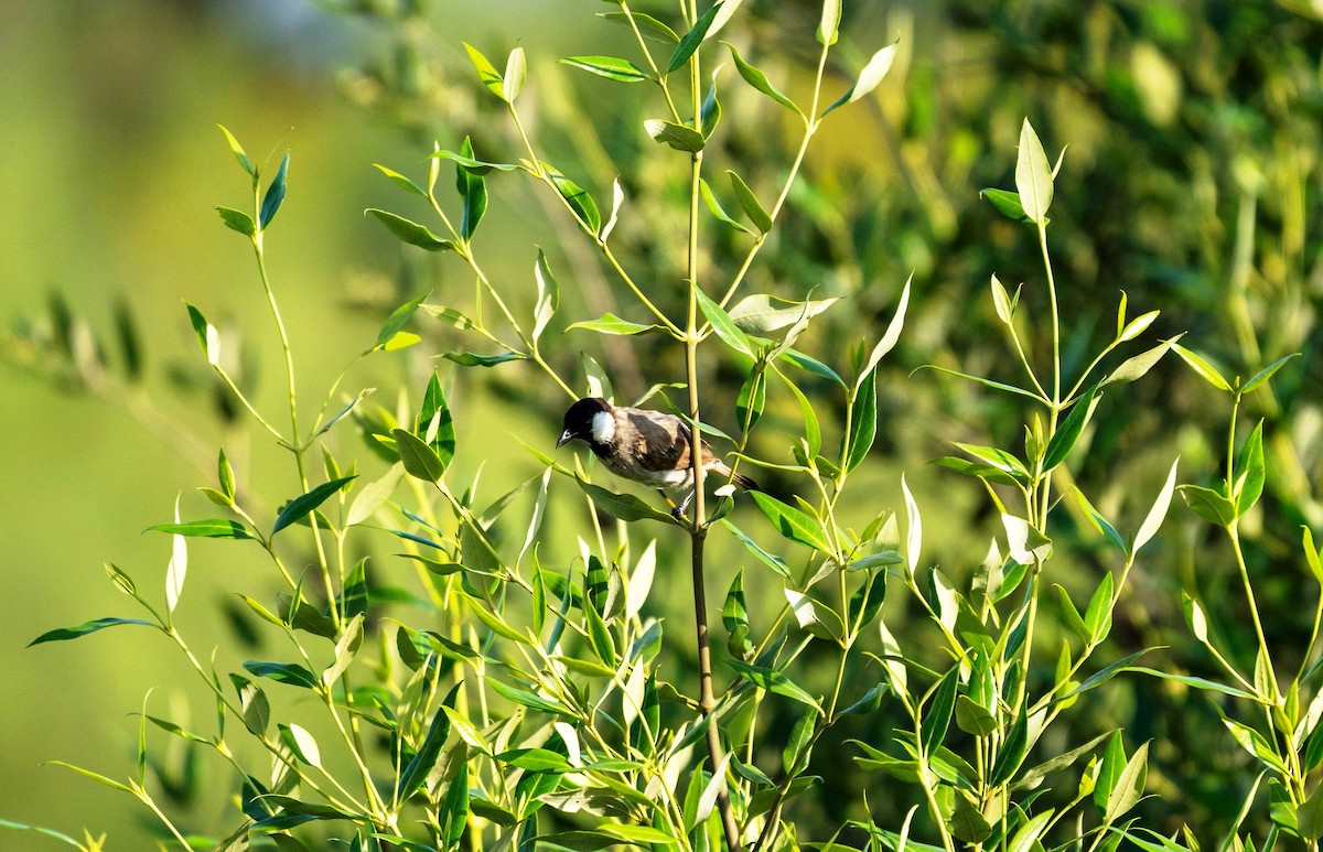 Bulbul belarrizuria - ML638706513
