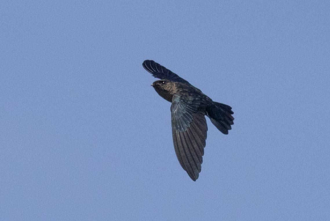 Plume-toed Swiftlet - ML638706518