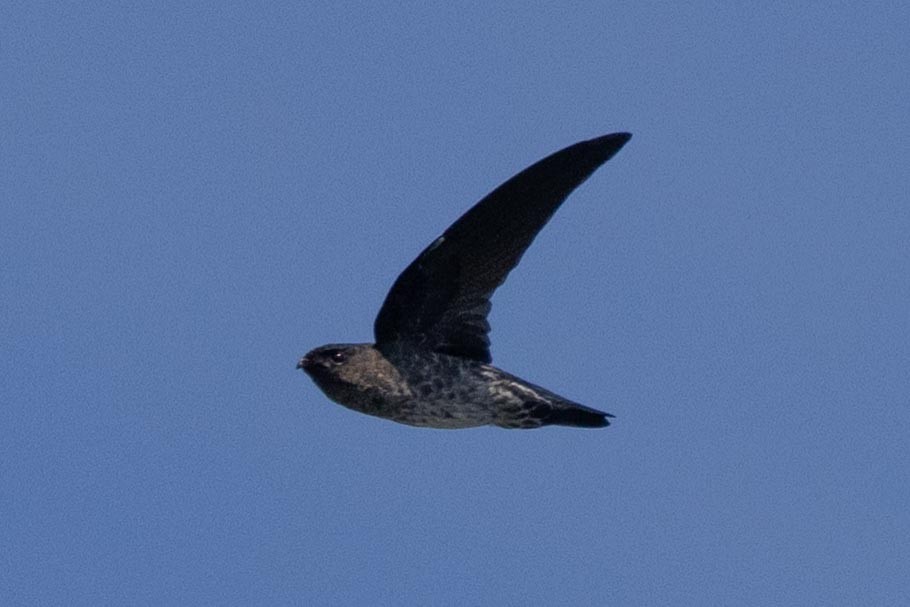 Plume-toed Swiftlet - ML638706519