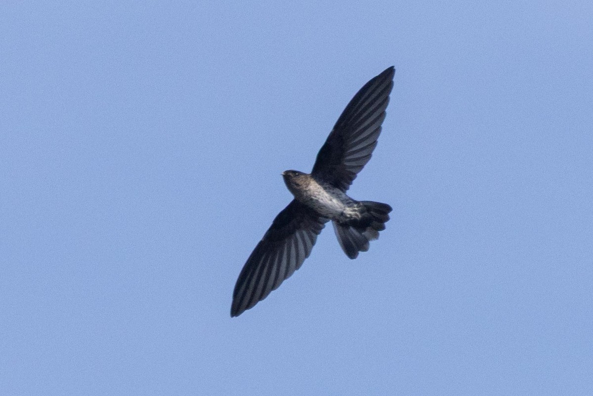 Plume-toed Swiftlet - ML638706520