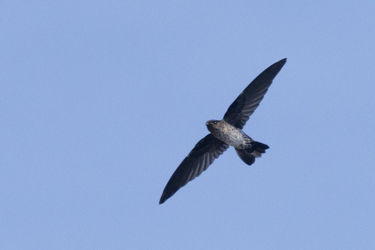 Plume-toed Swiftlet - ML638706521