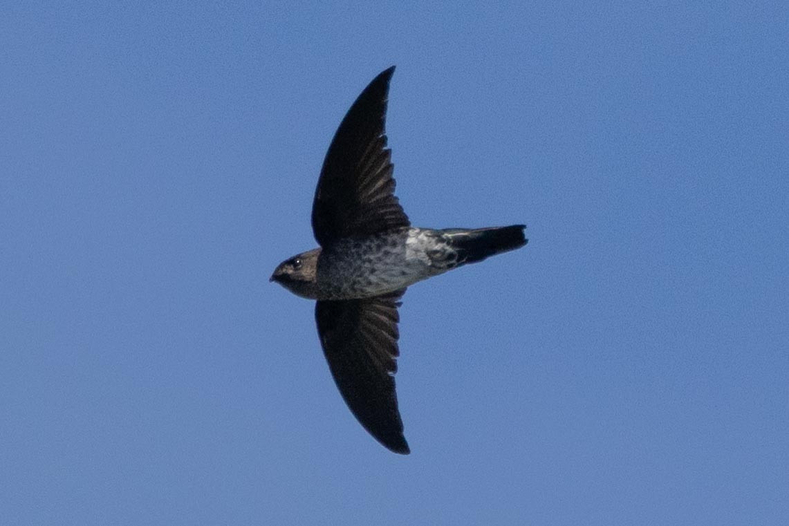 Plume-toed Swiftlet - ML638706522