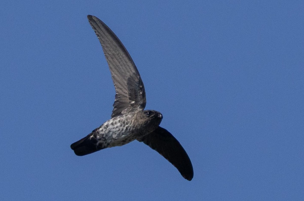 Plume-toed Swiftlet - ML638706523