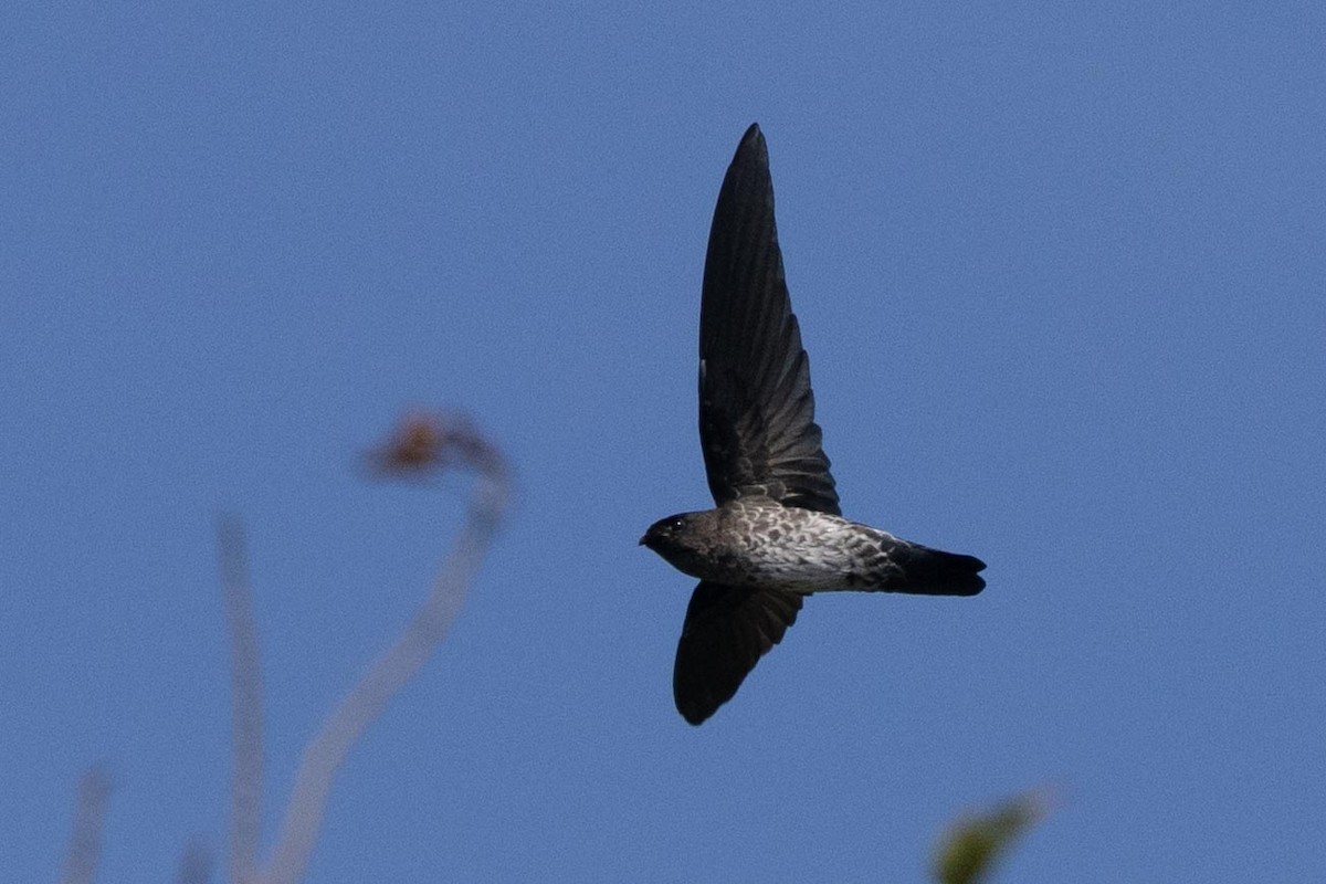 Plume-toed Swiftlet - ML638706526