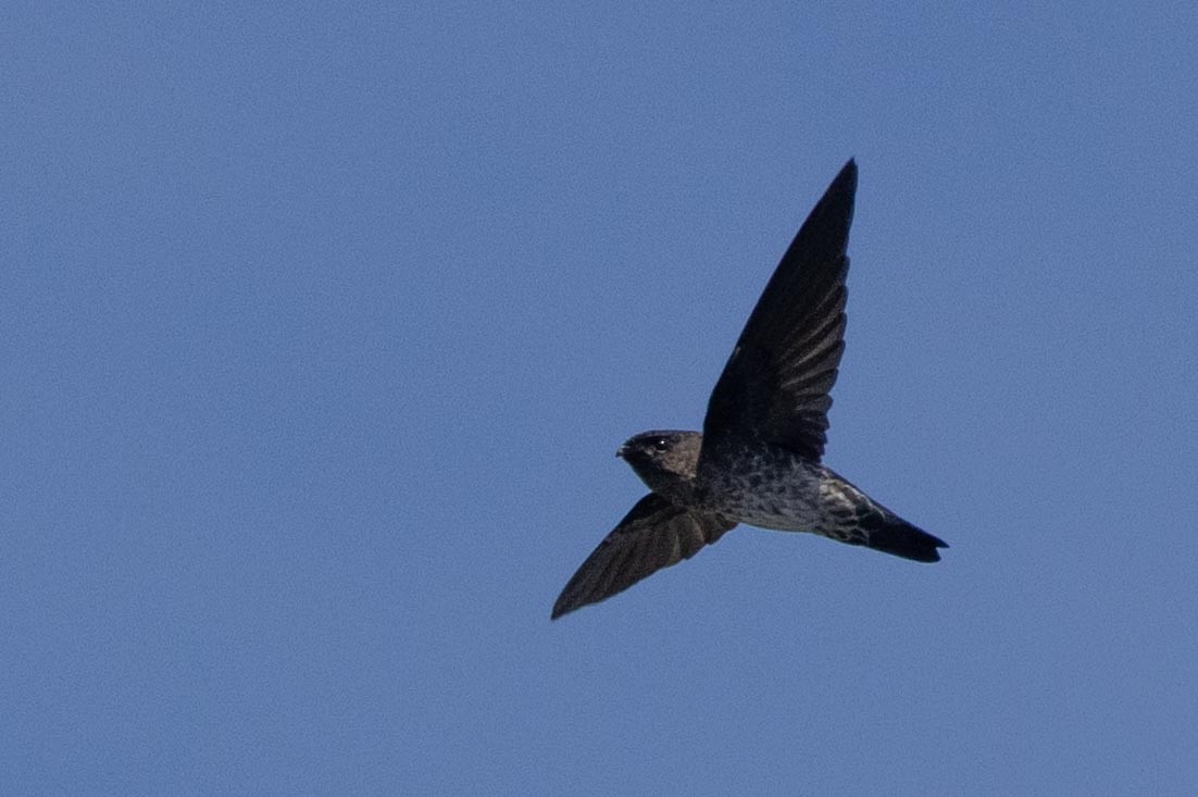 Plume-toed Swiftlet - ML638706527