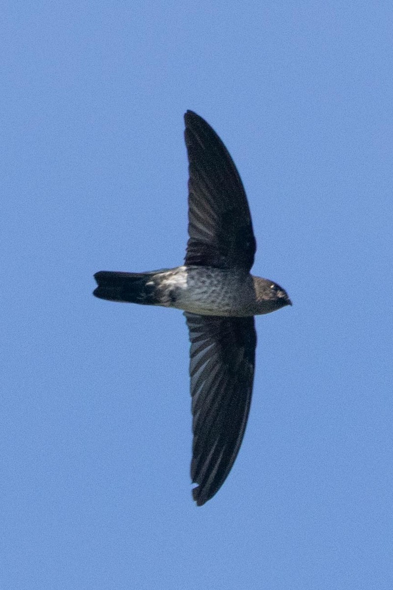 Plume-toed Swiftlet - ML638706528