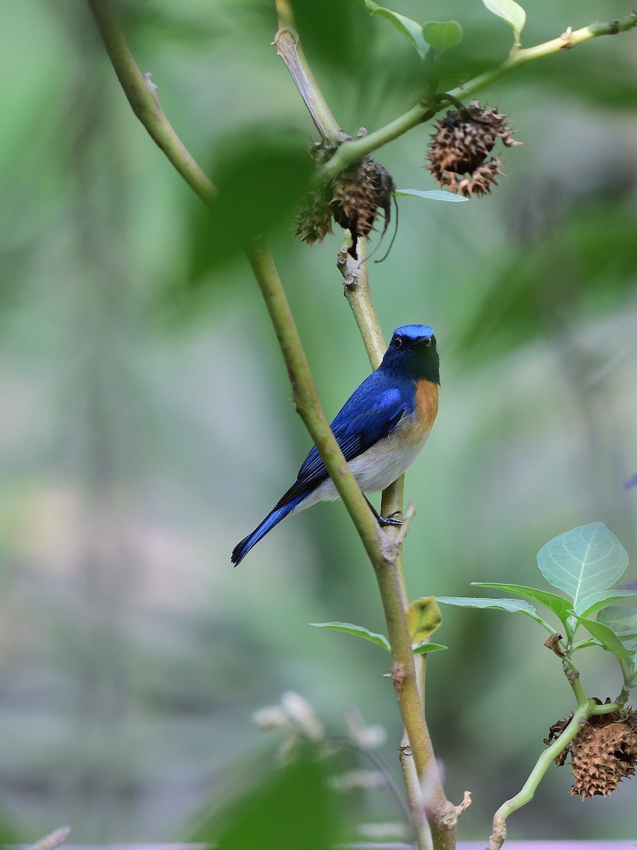 Blue-throated Flycatcher - ML638706531