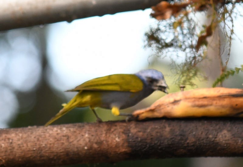Blue-capped Tanager - ML638706537