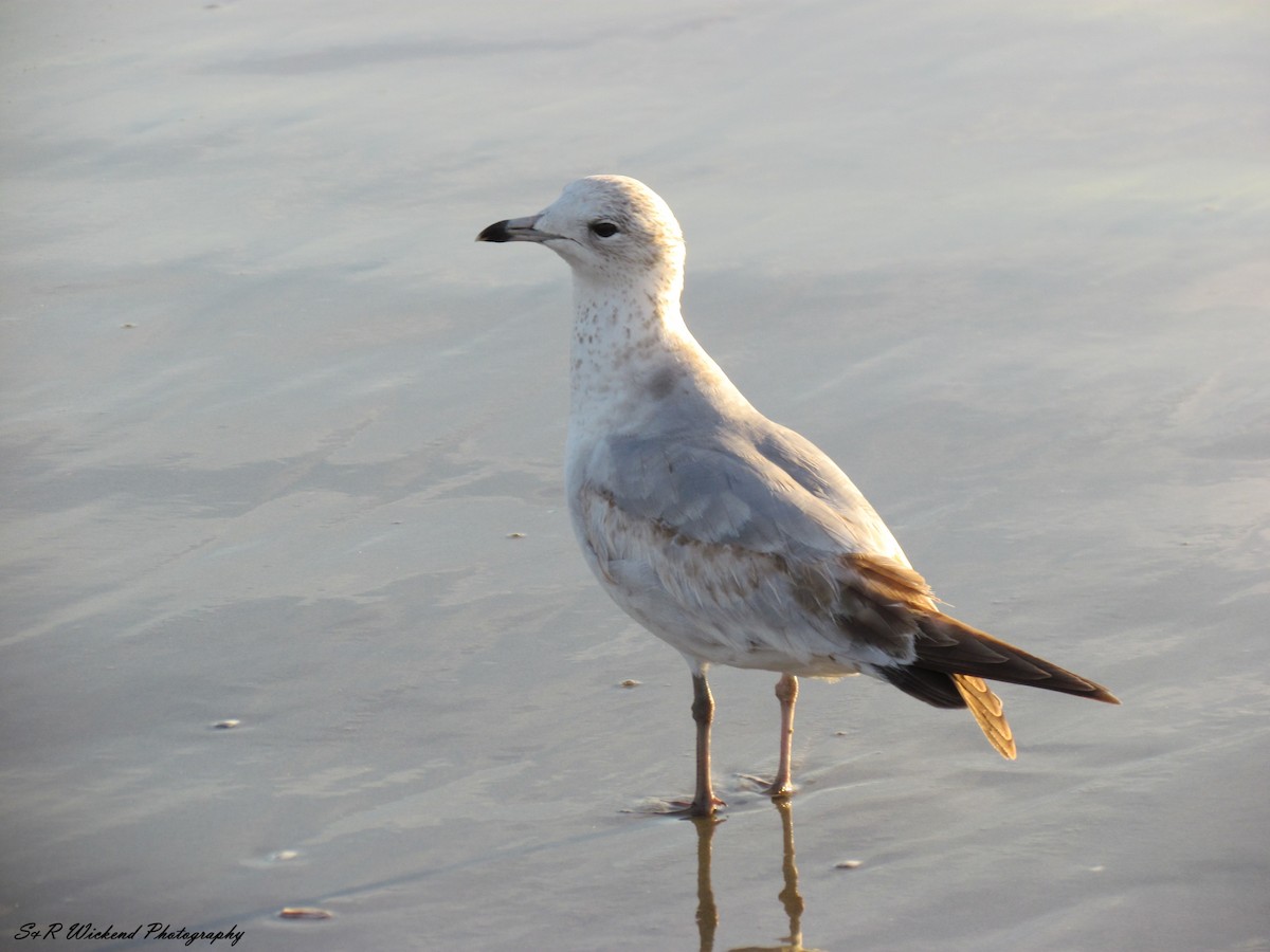Short-billed Gull - ML638706550